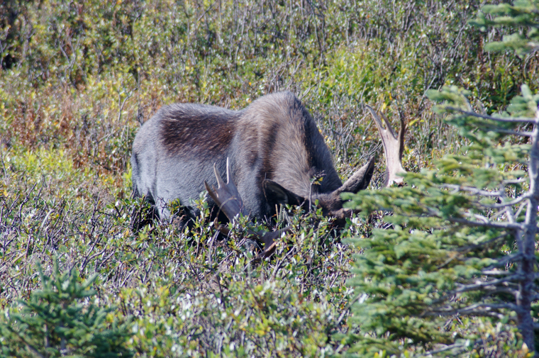 Moose searching001